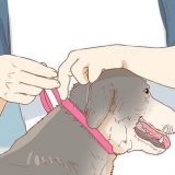 Stop en hund i at slikke et sår