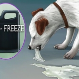 Få en hund til at kaste op