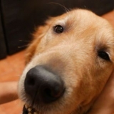 Masserer en hund