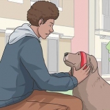 Gå tur med hund