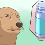 Bedøv en hund sikkert