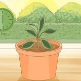 Pleje af en hoya-plante