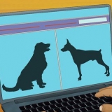 Adopter en servicehund