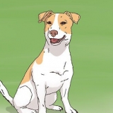 Valg af en jack russell hvalp