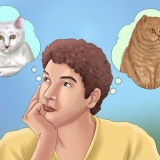Adopter en kat