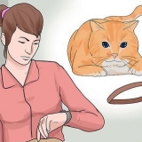 Sæt et halsbånd på en kat