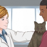 At give en kat beroligende medicin