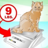 Få en kat til at ankomme