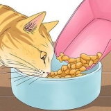 Få en kat til at stoppe med at miave
