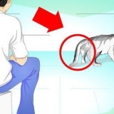Behandling af en kat med en brækket hale