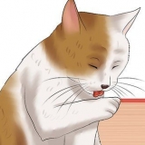 Tjek en kat for lopper
