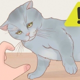 Holder en kat