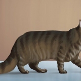 Identifikation af en maine coon