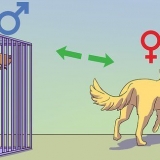 At berolige en hanhund, når en hun er brunst