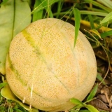 Modne en melon