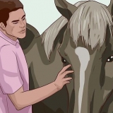 Lær en hest
