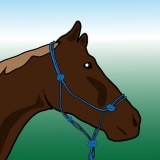 Børstning af en hest