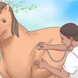 Få en hest til at ankomme