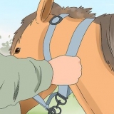 Rigning til en hest