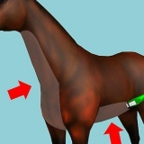 Barbere en hest