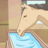 Fodre en hest