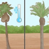 Plant et palmetræ