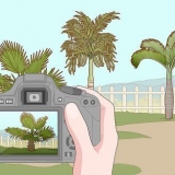 Fjern en palme