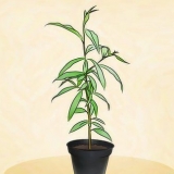 Planter et ferskentræ