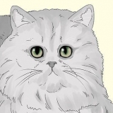 Identifikation af en persisk kat