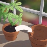 Ompot en plante