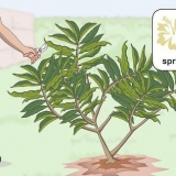 Beskæring af en plumeria