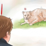 Bekæmper en cougar