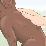Identifikation af en raceren labrador retriever hvalp