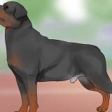 Identifikation af en rottweiler