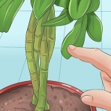 Beskæring af en schefflera-plante