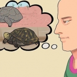 Pasning af en dvaleskildpadde