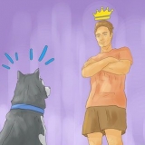 Træning af en siberian husky