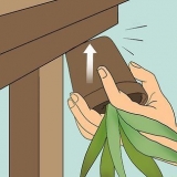 Genopliver en døende aloe vera-plante