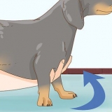 Holder en gravhund korrekt