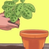 Pleje af en ti buds plante
