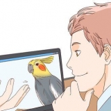 Køber en cockatiel