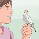 Træn en cockatiel til at tale
