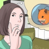 At finde en herreløs hamster