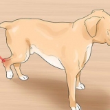 Behandling af en forstuvning hos en hund