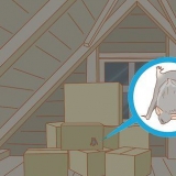 Fange en flagermus i huset