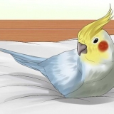 Vaske en fugl
