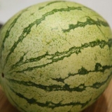 Valg af vandmelon