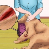 Behandling af et sår hos en hund