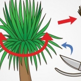 Beskæring af en yucca