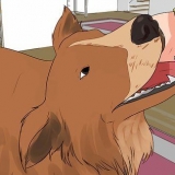 Sådan vasker du en gravid hund